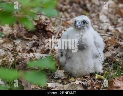 13 maggio 2020, Brandeburgo, Sauen: Un giovane falco peregrino (Falco peregrinus) si trova sul fondo della foresta nella Forst Sauener. Lo stesso giorno la prole si inanellò in un nido di falchi peregrini. I due volontari Silvio Herold e Winfried Nachtigall dell'Arbeitskreis WanderFalkenschutz e.V. (AWS) hanno preso tre pulcini dal nido in cima ad un possente pino. I giovani falchi peregrini di 26 giorni sono stati misurati, pesati e dotati di due anelli ciascuno. Durante questo periodo gli uccelli genitori cerchiarono l'area della foresta. Dopo 20 minuti, i tre uccelli sono stati restituiti al loro nido in modo sicuro Foto Stock