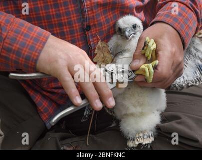 13 maggio 2020, Brandenburg, Sauen: Silvio Herold dell'Arbeitskreis Wanderfalkenschutz e.V. ha inanchiato un giovane falco peregrino (Falco peregrinus) nella foresta di Sauener. Lo stesso giorno, la prole era inanellata in un nido di falchi peregrini. I due volontari Silvio Herold e Winfried Nachtigall dell'Arbeitskreis WanderFalkenschutz e.V. (AWS) hanno preso tre pulcini dal nido in cima ad un possente pino. I giovani falchi peregrini di 26 giorni sono stati misurati, pesati e dotati di due anelli ciascuno. Durante questo periodo gli uccelli genitori cerchiarono l'area della foresta. Dopo 20 minuti, i tre Foto Stock
