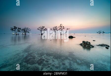 --file--Vista degli alberi in acqua a Jimbaran Beach nella provincia di Lampung, Indonesia, Settembre 2017. Foto Stock