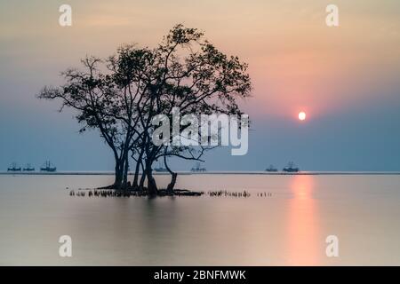 --file--Vista degli alberi in acqua a Jimbaran Beach nella provincia di Lampung, Indonesia, Settembre 2017. Foto Stock