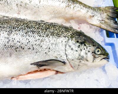 Primo piano di salmone crudo in un supermercato. Pesce fresco non cucinato. Pesce su ghiaccio al negozio di mercato. Ingredienti sani per cucinare, dieta alimentare Foto Stock