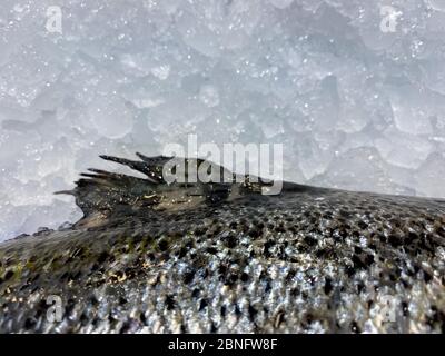 Primo piano di pesce salmone sul banco del deposito di ghiaccio. Salmone fresco esposto al supermercato. Vendere pesce freddo ghiacciato in un mercato. Ingredienti sani Foto Stock