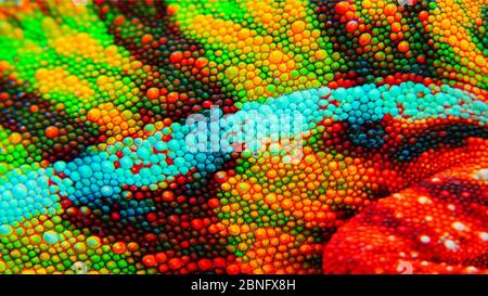 Panther skin close-up camaleonte. Si tratta di un'area locale di ambilobe e mostra un incredibile verde, giallo, rosso, arancione, blu, e bianco Foto Stock