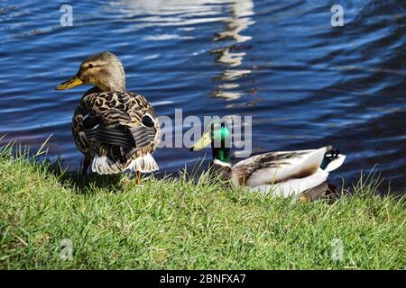 Anatre di colore diverso stanno riposando sopra e vicino al fiume in una giornata soleggiata. Foto Stock
