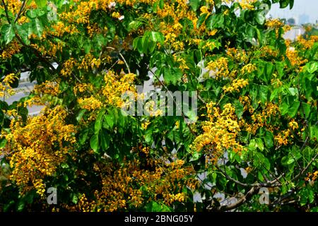 Pterocarpus macrocarpus, o la Birmania padauk, è un albero nativo per la stagionale delle foreste tropicali del sud-est asiatico, nota selezionare la messa a fuoco con bassa Foto Stock