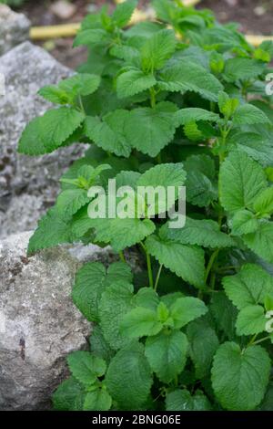 Melissa officinalis o foglie verdi di balsamo di limone in giardino, giorno, all'aperto coltivando piante, erbe commestibili Foto Stock