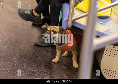 Cane accanto alle gambe di una persona in metropolitana in New York Foto Stock
