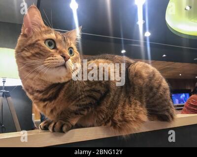 Un gatto seduto su un tavolo al Cat cafe Mocha a shibuya, tokyo. Foto Stock