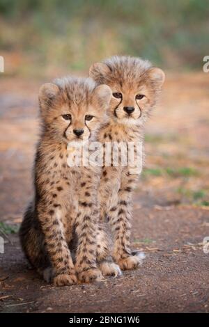 Due cuccioli di Cheetah giovani seduti l'uno accanto all'altro allertano il Sudafrica Foto Stock