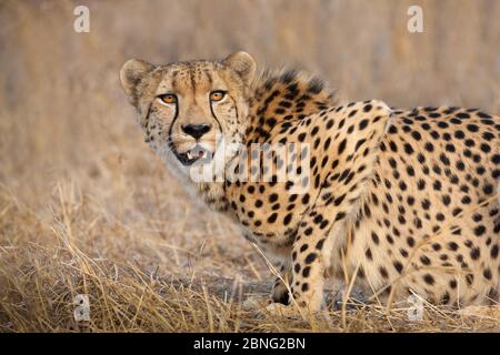 Un maschio africano Cheetah piegarsi e guardare allerta in erba secca Kruger Park Sud Africa Foto Stock