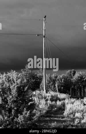 Taos, New Mexico - un uccello solista, corvo arroccato sulla cima del palo Foto Stock