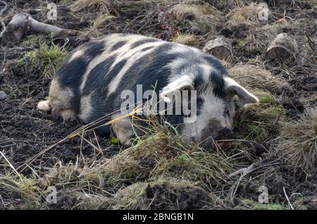 Bellissimo scatto di un maiale carino sdraiato a terra in azienda Foto Stock