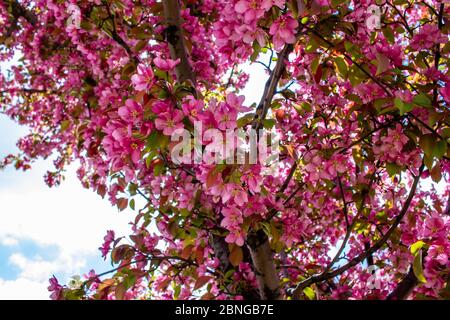 Primo piano vista dei bellissimi fiori di mela rosa chiaro in fiore, con sfondo blu sfocato del cielo Foto Stock
