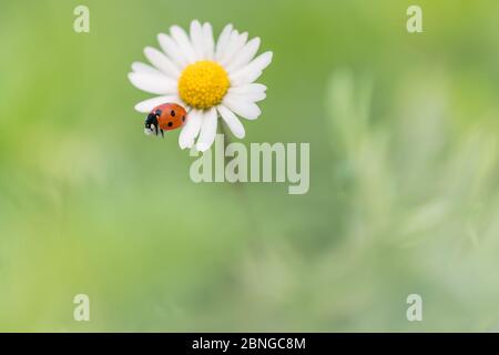 Il ladybird sette spot su margherita fiore (Coccinella septempunctata) Foto Stock