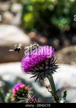 Fuoco selettivo verticale di api che volano su un esotico fiore viola in un giardino Foto Stock