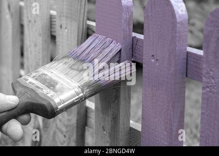 Uomo che dipinge un recinto di legno con macchia di legno viola e pennello in un giardino. Con colore selettivo Foto Stock