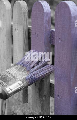 Uomo che dipinge un recinto di legno con macchia di legno viola e pennello in un giardino. Con colore selettivo Foto Stock