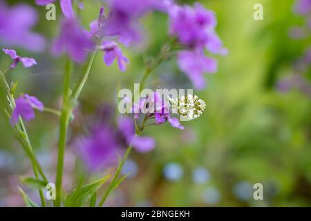 Farfalla a punta d'arancia - Andhocaris cardamines - riposante su razzo dolce - hesperis matronalis una pianta alimentare per i suoi pilastri - Scozia, UK Foto Stock