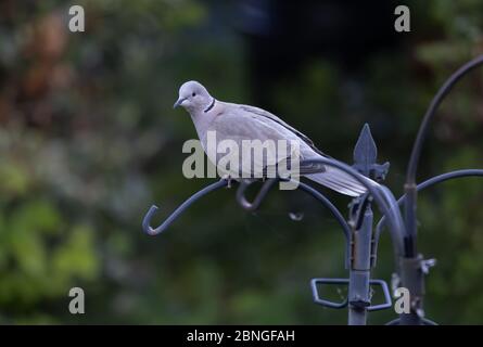 Biggin Hill, Kent, Regno Unito. 15 maggio 2020. Un'Eurasion Collarred dove seduto su una stazione di alimentazione degli uccelli in attesa dell'alimentatore. La colomba urasiatica è una colomba originaria dell'Asia, che si è diffusa in Europa. Credit: Keith Larby/Alamy Live News Foto Stock