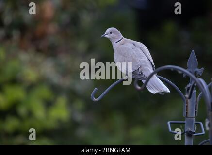 Biggin Hill, Kent, Regno Unito. 15 maggio 2020. Un'Eurasion Collarred dove seduto su una stazione di alimentazione degli uccelli in attesa dell'alimentatore. La colomba urasiatica è una colomba originaria dell'Asia, che si è diffusa in Europa. Credit: Keith Larby/Alamy Live News Foto Stock