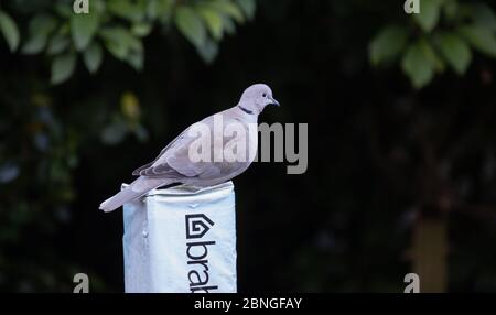 Biggin Hill, Kent, Regno Unito. 15 maggio 2020. Un'Eurasion Collarred dove si trova sulla sommità di una linea di lavaggio piegata. La colomba urasiatica è una colomba originaria dell'Asia, che si è diffusa in Europa. Credit: Keith Larby/Alamy Live News Foto Stock