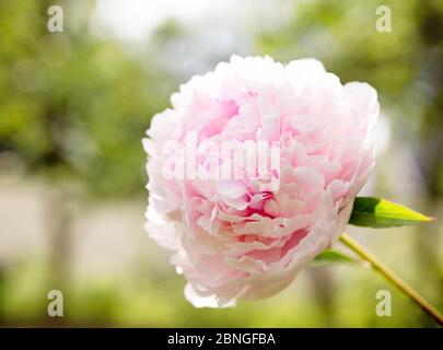 Un grande fiore di pony rosa pallido della varietà Sarah Bernhardt Foto Stock