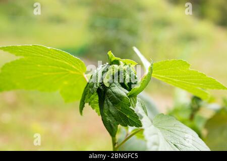 Foglie di ribes nero attorcigliate a causa di parassiti. L'afide danneggia i giovani germogli di bush di curry Foto Stock