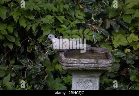 Biggin Hill, Kent, Regno Unito. 15 maggio 2020. Un Eurasion Collarred dove fa un tuffo di mattina presto e beve in un bagno di uccello. La colomba urasiatica è una colomba originaria dell'Asia, che si è diffusa in Europa. Credit: Keith Larby/Alamy Live News Foto Stock