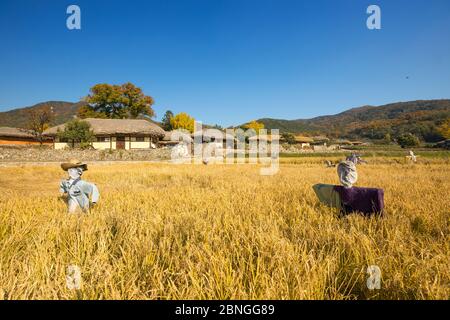 Bella risaia e scarrecrows autunno Foto Stock