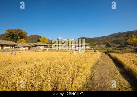 Bella risaia autunno e tradizionale casa di paglia. Tradizionale villaggio agricolo nel villaggio folk di Asan Oeam, Corea del Sud Foto Stock