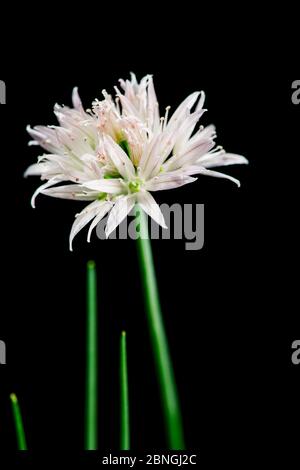 Primo piano di un singolo fiore bianco di erba cipollina accanto a tre corti steli di erba cipollina su sfondo nero. Foto Stock