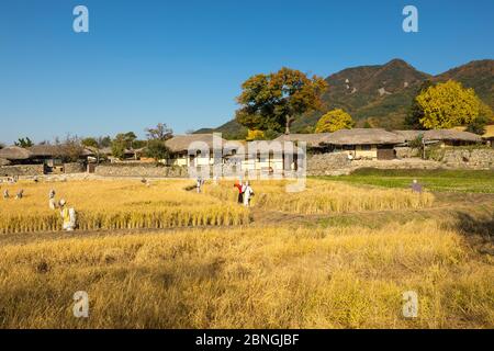 Bella risaia autunno e tradizionale casa di paglia. Tradizionale villaggio agricolo nel villaggio folk di Asan Oeam, Corea del Sud Foto Stock