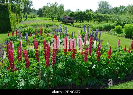 Mostra di lupini in Waterperry Gardens, Waterperry, vicino Wheatley, Oxfordshire, Regno Unito Foto Stock