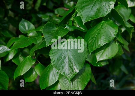 Foglie fresche di primavera verde dopo la pioggia. Gocce di pioggia sulla macchia verde. Giorno di sole. Foto Stock