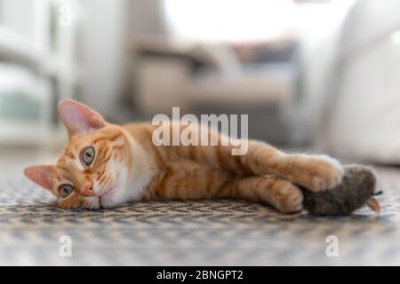 gatto marrone tabby giacente su un tappetino, guarda indietro mentre cattura un topo giocattolo Foto Stock