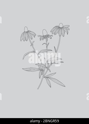 Disegno in linea floreale Rudbeckia monocromatico su sfondo grigio Illustrazione Vettoriale