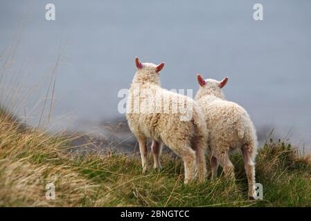 Due piccole pecore sulla costa Foto Stock