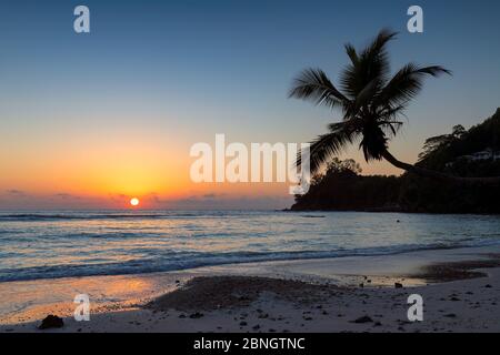 Palme al tramonto in isola tropicale Foto Stock