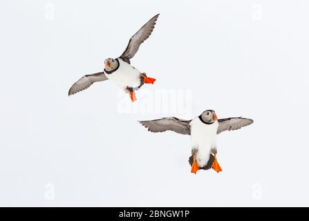 Atlantic Puffins (Fratercla arctica) due in volo, Hornøya, Varanger, Norvegia, aprile Foto Stock