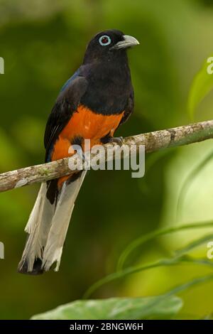 Baird's trogon (Trogon bairdii) maschio a riposo nella foresta pluviale tropicale, Costa Rica Foto Stock
