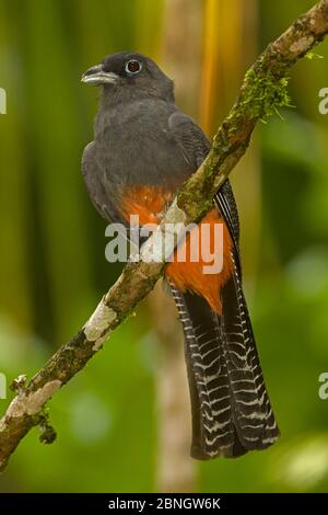 Baird's trogon (Trogon bairdii) maschio a riposo nella foresta pluviale tropicale, Costa Rica Foto Stock