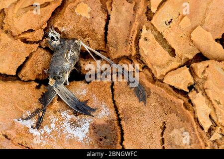 Piccolo uccello morto da avvelenamento da zolfo, zona di Dallol, Lago Assale, Afar Regione, Etiopia, Africa. Novembre 2014. Foto Stock