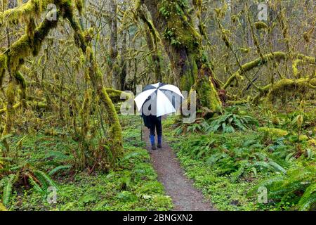 Persona con ombrello trekking lungo il Hoh River Trail all'Olympic National Park, Washington, USA, marzo 2015. Modello rilasciato. Foto Stock