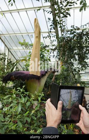 Visitatore che fotografa l'arum di Titan (Amorphophallus titanum), in fiore, coltivato in giardino botanico, originario di Sumatra. Kew Gardens, lo Foto Stock
