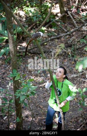 Rosamra Guillen, direttore del progetto / Proyecto Titi osservando il tamarina di cotone selvaggio (Saguinus oedipus) nella foresta tropicale secca, Colombia criticamente Foto Stock