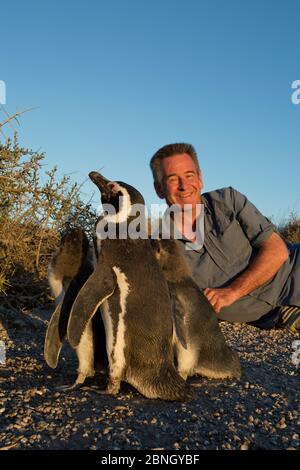 Il presentatore Nigel Marven con i Penguini Magellanici, (Speniscus magellanicus) Penisola Valdes, Argentina, gennaio 2012. Foto Stock