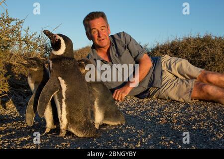 Il presentatore Nigel Marven con i Penguini Magellanici, (Speniscus magellanicus) Penisola Valdes, Argentina, gennaio 2012. Foto Stock