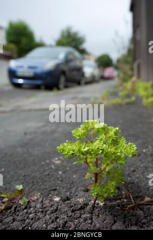 Sprurge piccolo (Euphorbia Pewus) che cresce attraverso il tarmac, Bristol, UK, gennaio. Foto Stock