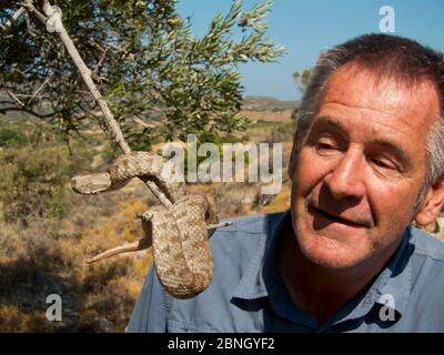 Il presentatore Nigel Marven con Milos viper (Macrovipera schweizeri) Milos, Grecia, settembre 2014 Foto Stock