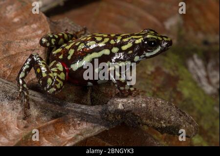 Rana velena (Epipedobates tricolore) prigioniera, endemica dell'Ecuador. Foto Stock